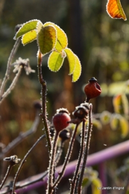 jardin givré,oiseaux 114.JPG