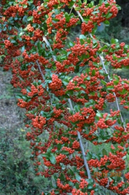 octobrejardin,citrouillesIssegeac,leCLOSdesSOURCES 063.JPG