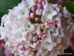 le printemps ,paquerettes,tonte,Anni. Jérome 097.JPG