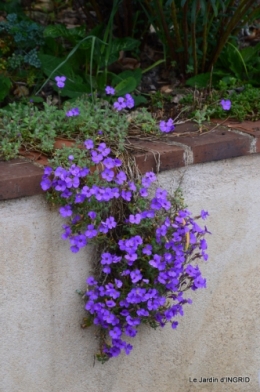 jardin (3 semaine de mars) 106.JPG