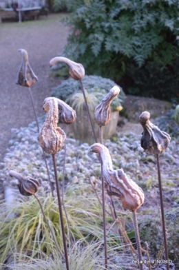 heron,oiseaux,givre, 033.JPG