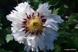 Fouleix,cygnes,Inès,jardin 073.JPG
