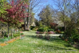 cygnes,osier ,printemps,jardiland 083.JPG