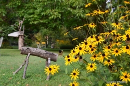 Tuillières,stenbergias,Jaune,jardin,chassis 055.JPG