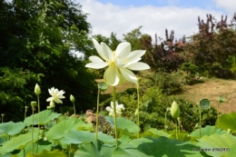 les jardins d'eau de Carsac 031.JPG