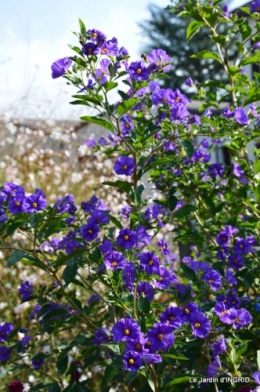 jardin Mme Perichou,grandes fleurs,bouquet,jardin 013.JPG