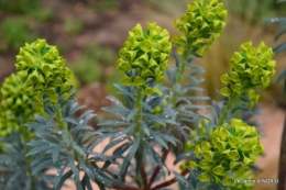 jardin printemps 006.JPG