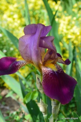 canal,iris,marguerite,ancolies,brocante Beaumont,oeufs de Paques 024.JPG