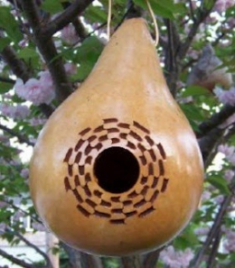 courge pelerine