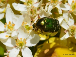 fleurs du jardin 031.JPG