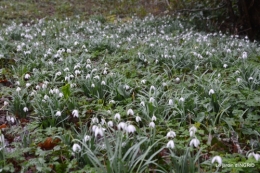 bulbes,perce neige,narcisse,pluie,hélébore,chapelle 104.jpg