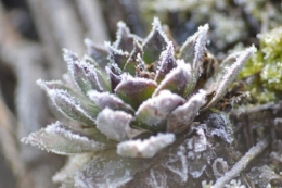 givre,primevère bleue,jonquilles,nichoirs 077.JPG
