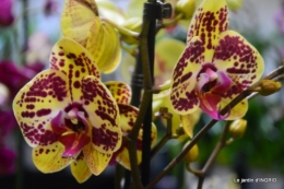 Orchidées,Noel jardiland,lever du soleil 040.JPG