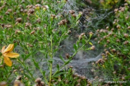 brume,dentelles,fleurs,Noel Jardiland 038-001.JPG