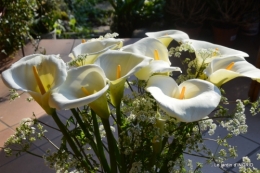 jardin confiné ,osier,magnolia jaune 079.JPG