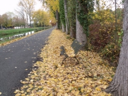 le canal,