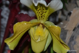 canal,jardin,Mombazillac,bonzais,orchidées 188.JPG