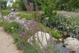 orage,puces,bouquet,Anniv.Ines,Brantome,Jardins d'eau 265.JPG