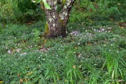 asters,bouquets,jardin de Lilianne 026.JPG