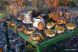 première gelée,compositions florales à garder,jardin 025.JPG