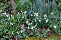 chez Fabien,hélébores,fleurettes 038.JPG