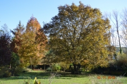 petit érable,le canal et lejardin àl'automne 028.JPG