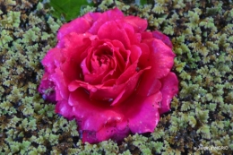 jardin pluie,Inès,Bébés cygnes,bouquet,canal 086.JPG
