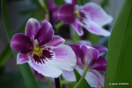 canal,jardin,Mombazillac,bonzais,orchidées 194.JPG