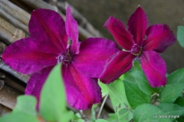 géraniums,glycine Monpazier,cabane,arums,fleurs sauvages 131.JPG