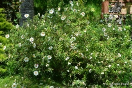 canal,fleurs blanches,marguerites,LE FLEIX,osier 165.JPG