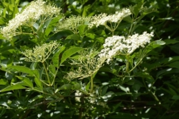 rosiers,fleurs blanches,pollen,magasin 138.JPG