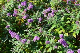 jardin Mme Perichou,grandes fleurs,bouquet,jardin 025.JPG