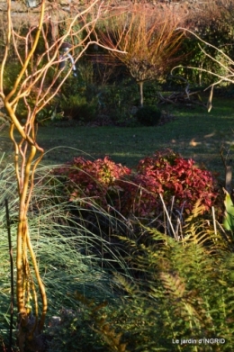 fleurs de janvier ,coucher de soleil,compo de tulipes 025.JPG