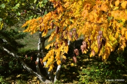 jardin automne,voisinage,canal 130.JPG