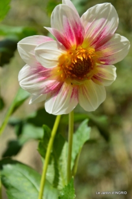 dahlias,massifs refaits,Lalinde,jardin 080.JPG
