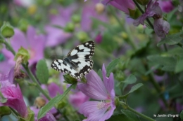 jardin matin,Romane ,nicky 035.JPG