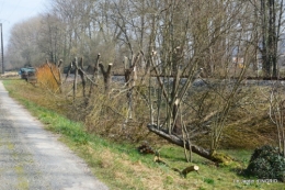 roseaux,narcisses,Nikky,semis,jardin 006.JPG