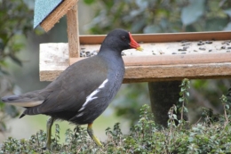 les oiseaux sur terrasse 076.JPG