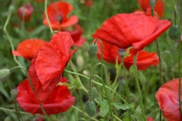 coquelicots,pivoines ,moi moi,roses 010.JPG