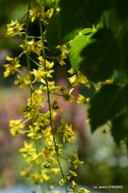bouquet,Lalinde,carabe,dégats 016.JPG