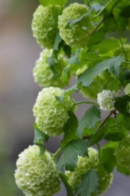 jardin,printemps,avril