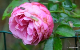 les tons roses,choux frisés,automne 031.JPG