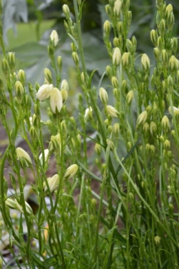 rosiers,fleurs blanches,pollen,magasin 053.JPG