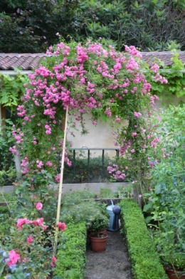 jardin,potager,roses,sauges 007.JPG