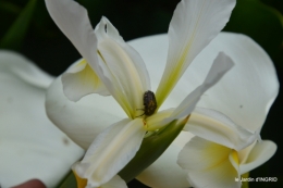 Sophie,roses,cygnes,pavots,jardin 064.JPG