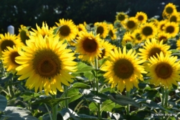 tournesols,podium,Lucas,jardin,Calès 068.JPG