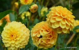 jardin ,bouquet 080.JPG