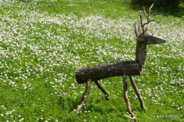 le printemps ,paquerettes,tonte,Anni. Jérome 093.JPG