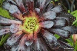 Fouleix,marguerites,hostas 005.JPG