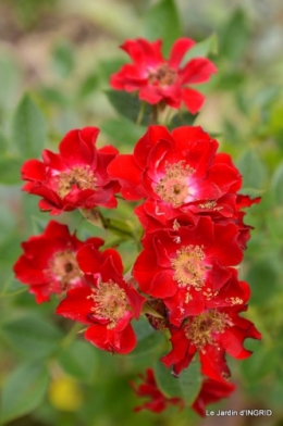 jardin juin,cabane,bouquet 112.JPG